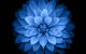 Blue Lotus Hair Salon - thumb 0