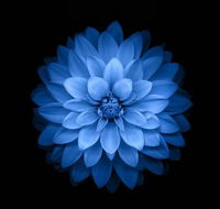Blue Lotus Hair salon - Adelaide Hairdresser