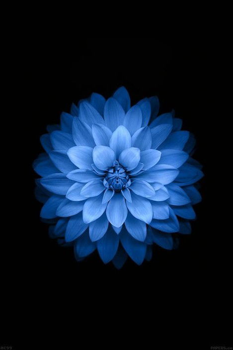 Blue Lotus Hair Salon - Adelaide Hairdresser 0